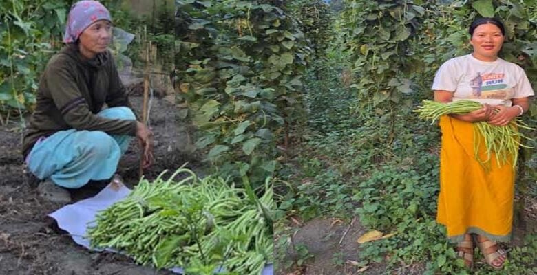 Arka Mangala Yard Long Bean Performs Best in Anjaw