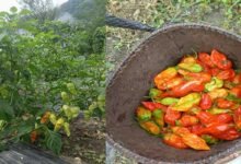 KVK Anjaw Evaluates Mulching Methods to Boost King Chilli Production﻿