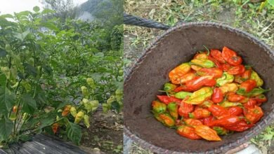 KVK Anjaw Evaluates Mulching Methods to Boost King Chilli Production﻿