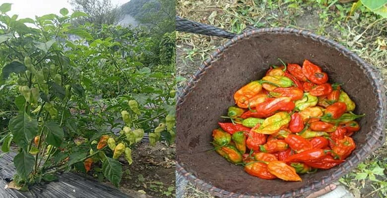 KVK Anjaw Evaluates Mulching Methods to Boost King Chilli Production﻿