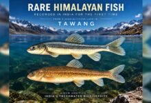 Rare Himalayan Fish Recorded in India for the First Time from High-Altitude Lake in Tawang
