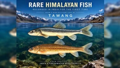 Rare Himalayan Fish Recorded in India for the First Time from High-Altitude Lake in Tawang