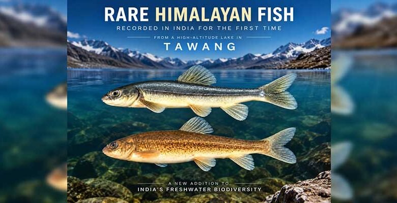 Rare Himalayan Fish Recorded in India for the First Time from High-Altitude Lake in Tawang