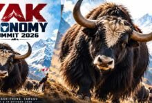 Pema Khandu Proposes Yak Herders' Cooperative to Boost Himalayan Livelihoods﻿